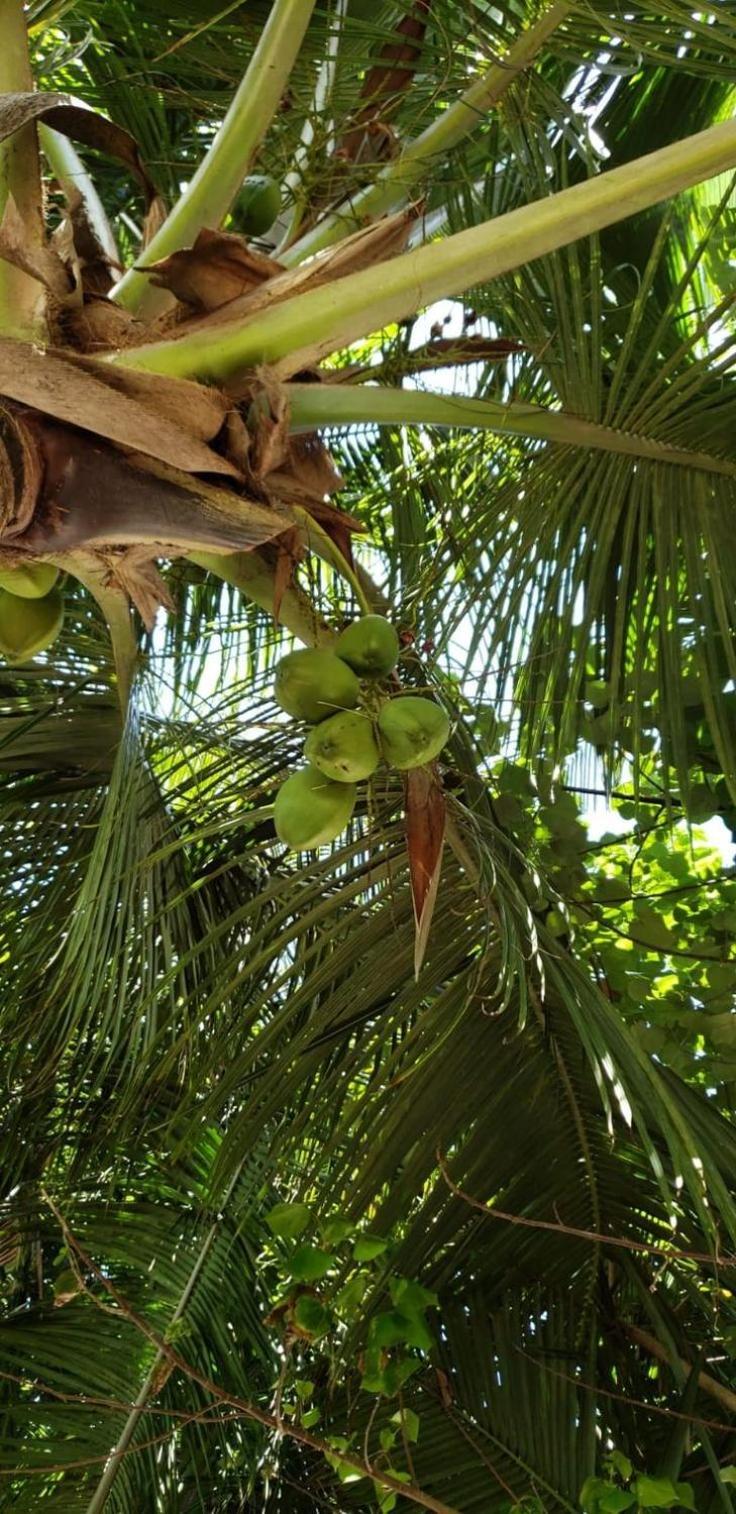 Tiwi Beach Resort & Spa Mombaça Exterior foto
